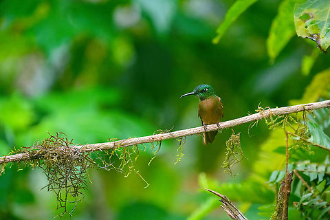Fawn-breasted brilliant, Quinde Luna, Ecuador  Ecuador,Ecuador 2021,Fall,Fawn-breasted brilliant,Geotagged,Heliodoxa rubinoides,Quinde Luna,South America,World
