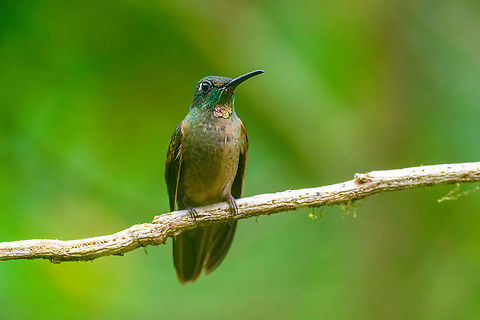 Fawn-breasted brilliant - male, Quinde Luna, Ecuador Male. Ecuador,Ecuador 2021,Fall,Fawn-breasted brilliant,Geotagged,Heliodoxa rubinoides,Quinde Luna,South America,World