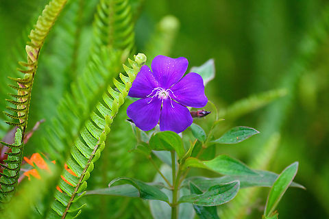 Glory Bush, Quinde Luna, Ecuador  Ecuador,Ecuador 2021,Fall,Geotagged,Glory Bush,Pleroma urvilleanum,Quinde Luna,South America,World