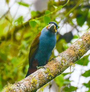 Plate-billed mountain toucan - closeup, Quinde Luna, Ecuador This beautiful species also occurs in the deep south of Colombia, where on an earlier tour it took us 3 days to see it. This observation is a little less wild. Whilst the bird naturally occurs in this area, it's circling around the feeder area of Quinde Luna.
https://www.jungledragon.com/image/127289/plate-billed_mountain_toucan_quinde_luna_ecuador.html Andigena laminirostris,Ecuador,Ecuador 2021,Fall,Geotagged,Plate-billed mountain toucan,Quinde Luna,South America,World