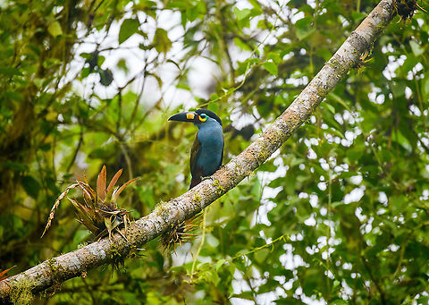 Plate-billed mountain toucan, Quinde Luna, Ecuador This beautiful species also occurs in the deep south of Colombia, where on an earlier tour it took us 3 days to see it. This observation is a little less wild. Whilst the bird naturally occurs in this area, it's circling around the feeder area of Quinde Luna.
https://www.jungledragon.com/image/127288/plate-billed_mountain_toucan_-_closeup_quinde_luna_ecuador.html Andigena laminirostris,Ecuador,Ecuador 2021,Fall,Geotagged,Plate-billed mountain toucan,Quinde Luna,South America,World
