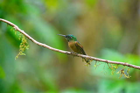 Fawn-breasted brilliant - posing, Quinde Luna, Ecuador Another. Sorry, this species is a real poser. Ecuador,Ecuador 2021,Fall,Fawn-breasted brilliant,Geotagged,Heliodoxa rubinoides,Quinde Luna,South America,World
