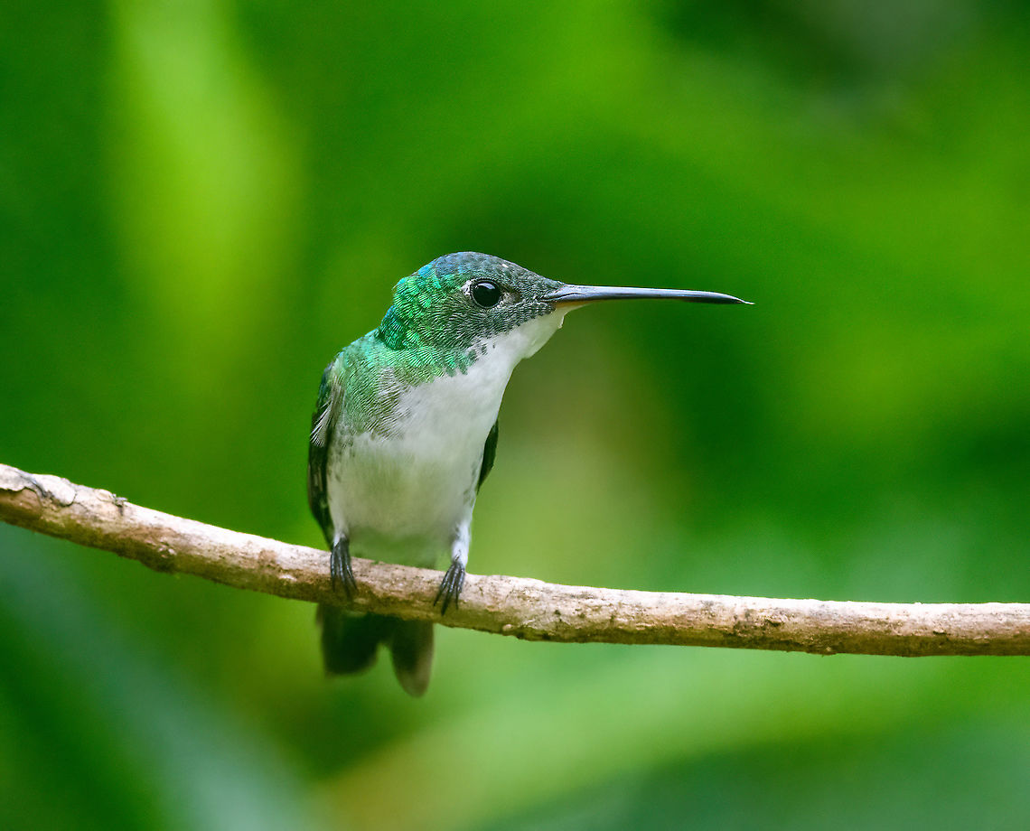 Andean Emerald, Quinde Luna, Ecuador  Agyrtria franciae,Andean emerald,Ecuador,Ecuador 2021,Fall,Geotagged,Quinde Luna,South America,World