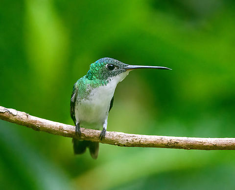 Andean Emerald, Quinde Luna, Ecuador  Agyrtria franciae,Andean emerald,Ecuador,Ecuador 2021,Fall,Geotagged,Quinde Luna,South America,World