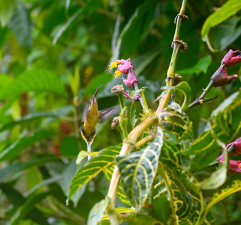 Tawny-bellied hermit, Quinde Luna, Ecuador Not happy with the photo, but it's a lifer for us, and the only photo we managed to get of it. Ecuador,Ecuador 2021,Fall,Geotagged,Phaethornis syrmatophorus,Quinde Luna,South America,Tawny-bellied hermit,World