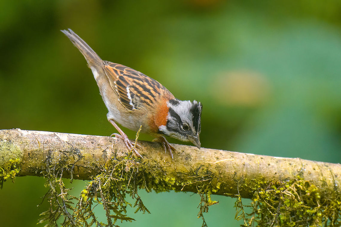 Rufous-collared sparrow - closeup, Quinde Luna, Ecuador Feeder shot. Ecuador,Ecuador 2021,Fall,Geotagged,Quinde Luna,Rufous-collared sparrow,South America,World,Zonotrichia capensis