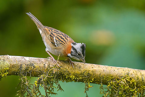 Rufous-collared sparrow - closeup, Quinde Luna, Ecuador Feeder shot. Ecuador,Ecuador 2021,Fall,Geotagged,Quinde Luna,Rufous-collared sparrow,South America,World,Zonotrichia capensis