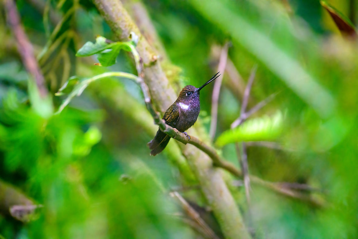 Brown Inca, Quinde Luna, Ecuador  Brown Inca,Coeligena wilsoni,Ecuador,Ecuador 2021,Fall,Geotagged,Quinde Luna,South America,World