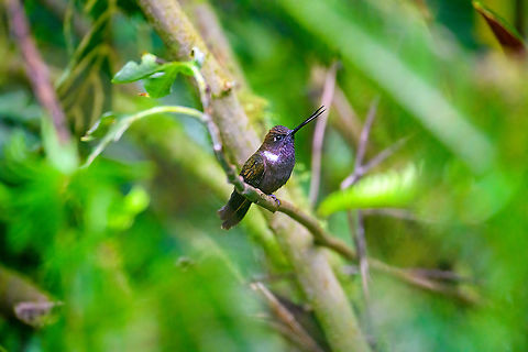 Brown Inca, Quinde Luna, Ecuador  Brown Inca,Coeligena wilsoni,Ecuador,Ecuador 2021,Fall,Geotagged,Quinde Luna,South America,World