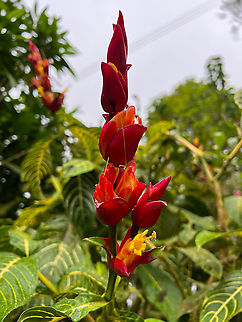 Sanchezia oblonga, Quinde Luna, Ecuador Smartphone photo. Ecuador,Ecuador 2021,Fall,Geotagged,Quinde Luna,Sanchezia oblonga,South America,World