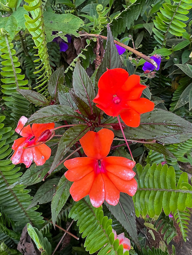 Impatiens hawkeri, Quinde Luna, Ecuador Smartphone photo of a very vivid red flower. Not sure what it is yet. Ecuador,Ecuador 2021,Fall,Geotagged,Impatiens hawkeri,Quinde Luna,South America,World