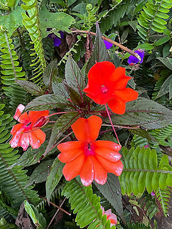 Impatiens hawkeri, Quinde Luna, Ecuador Smartphone photo of a very vivid red flower. Not sure what it is yet. Ecuador,Ecuador 2021,Fall,Geotagged,Impatiens hawkeri,Quinde Luna,South America,World