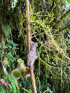 Notodontidae or Cossidae moth, Quinde Luna, Ecuador Smartphone photo of a moth we found by day. Ecuador,Ecuador 2021,Fall,Geotagged,Quinde Luna,South America,World