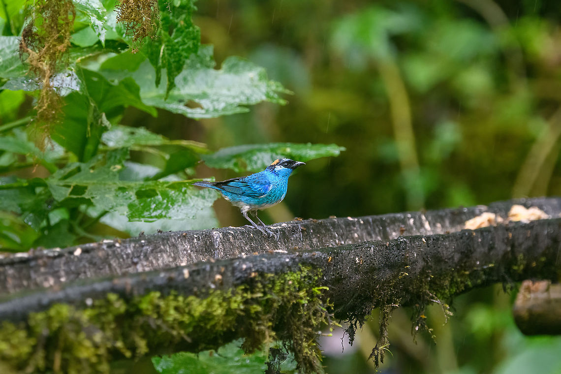 Golden-naped Tanager, Quinde Luna, Ecuador Feeder shot during heavy rain. Ecuador,Ecuador 2021,Fall,Geotagged,Golden-naped tanager,Quinde Luna,South America,Tangara ruficervix,World