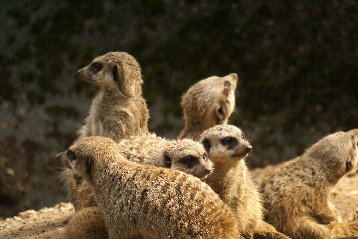 Meermkat family on the lookout This meerkat family is doing a fine job covering all angles. Arnhem Zoo,Herpestidae,Meerkat,Suricata suricatta