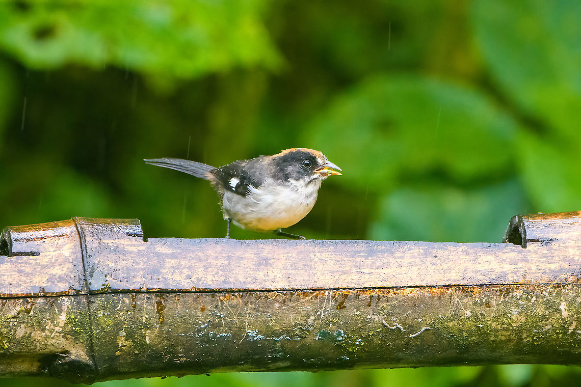 White-winged brushfinch, Quinde Luna, Ecuador Feeder shot during heavy rain. Atlapetes leucopterus,Ecuador,Ecuador 2021,Fall,Geotagged,Quinde Luna,South America,White-winged brushfinch,World