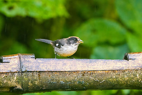 White-winged brushfinch, Quinde Luna, Ecuador Feeder shot during heavy rain. Atlapetes leucopterus,Ecuador,Ecuador 2021,Fall,Geotagged,Quinde Luna,South America,White-winged brushfinch,World