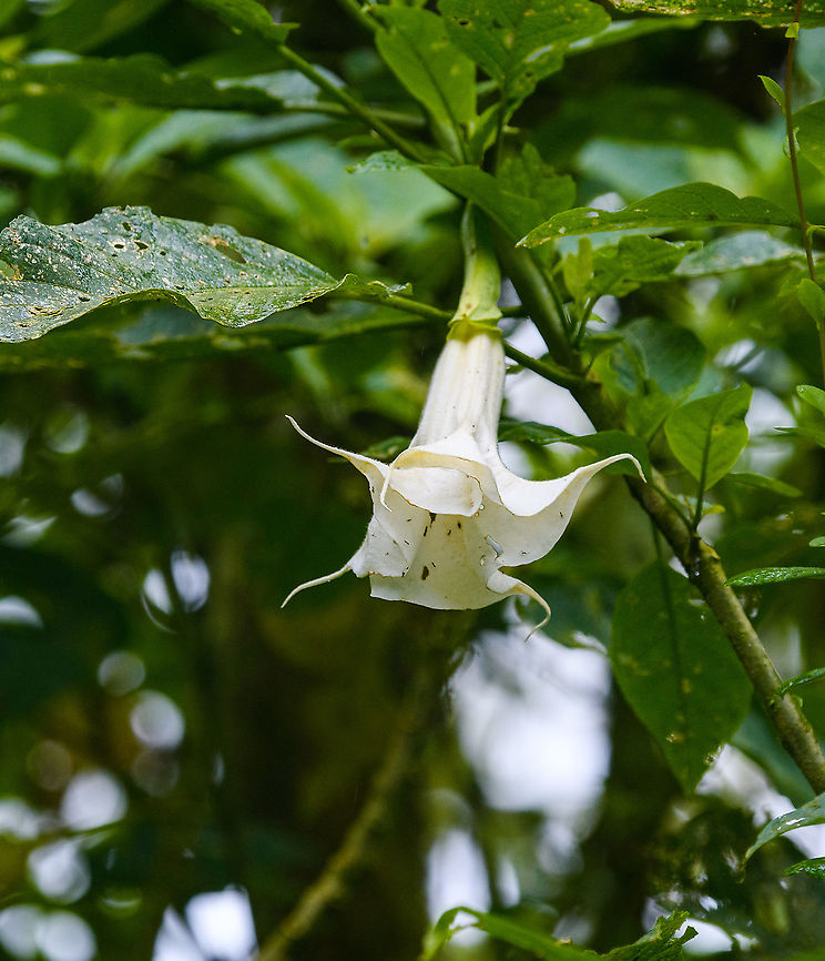 Angel's Trumpet, Quinde Luna, Ecuador  Brugmansia arborea,Ecuador,Ecuador 2021,Fall,Geotagged,Quinde Luna,South America,World