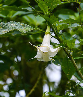 Angel's Trumpet, Quinde Luna, Ecuador  Brugmansia arborea,Ecuador,Ecuador 2021,Fall,Geotagged,Quinde Luna,South America,World