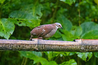 White-throated quail-dove, Quinde Luna, Ecuador The day before we found these in the wild, where they are difficult to get in view as they are ground dwelling birds. Whilst I prefer wild observations, these feeder shots do give a better view of the bird's features.<br />
https://www.jungledragon.com/image/127303/white-throated_quail-dove_-_frontal_quinde_luna_ecuador.html Ecuador,Ecuador 2021,Fall,Geotagged,Quinde Luna,South America,White-throated quail-dove,World,Zentrygon frenata