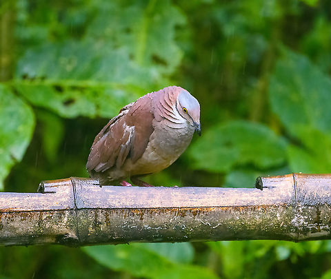 White-throated quail-dove - frontal, Quinde Luna, Ecuador The day before we found these in the wild, where they are difficult to get in view as they are ground dwelling birds. Whilst I prefer wild observations, these feeder shots do give a better view of the bird's features.
https://www.jungledragon.com/image/127302/white-throated_quail-dove_quinde_luna_ecuador.html Ecuador,Ecuador 2021,Fall,Geotagged,Quinde Luna,South America,White-throated quail-dove,World,Zentrygon frenata
