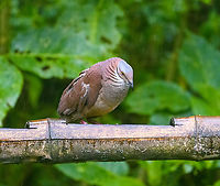White-throated quail-dove - frontal, Quinde Luna, Ecuador The day before we found these in the wild, where they are difficult to get in view as they are ground dwelling birds. Whilst I prefer wild observations, these feeder shots do give a better view of the bird's features.<br />
https://www.jungledragon.com/image/127302/white-throated_quail-dove_quinde_luna_ecuador.html Ecuador,Ecuador 2021,Fall,Geotagged,Quinde Luna,South America,White-throated quail-dove,World,Zentrygon frenata