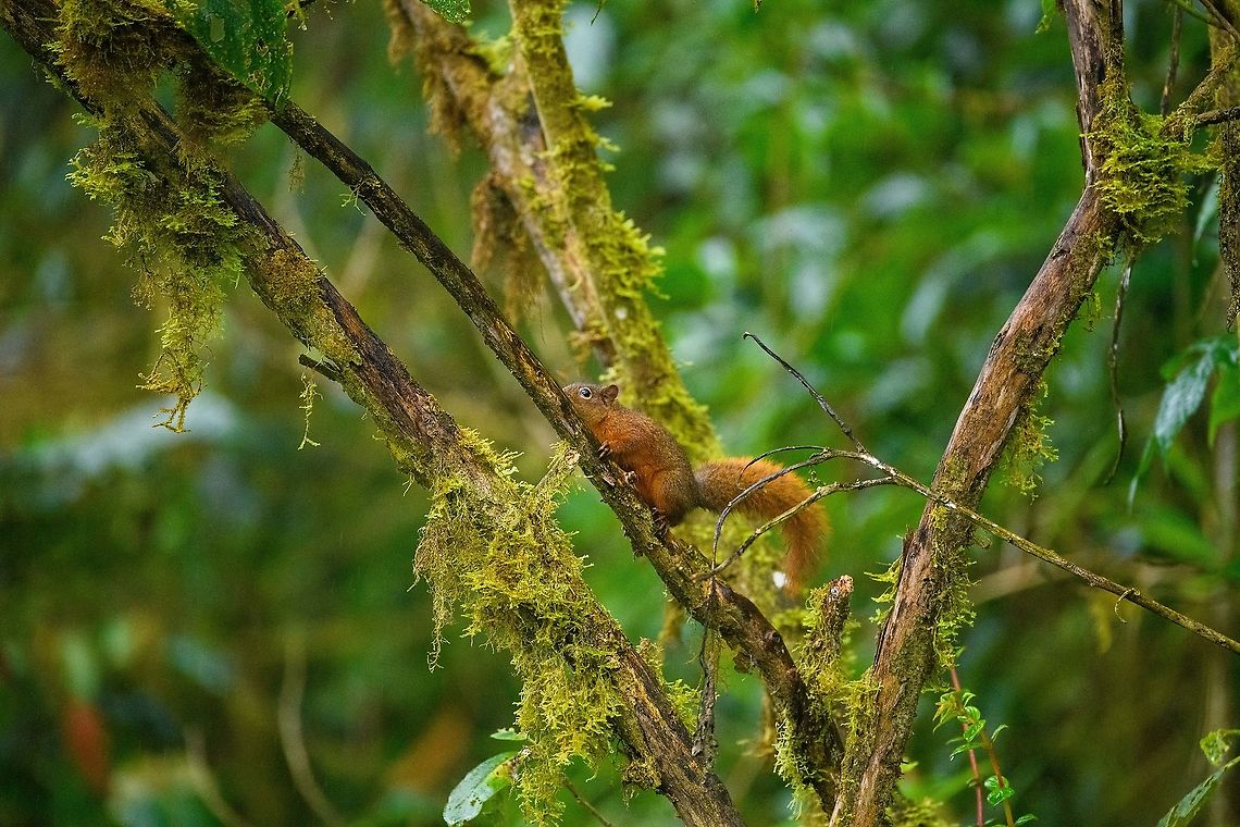 Red-tailed squirrel, Quinde Luna, Ecuador  Ecuador,Ecuador 2021,Fall,Geotagged,Quinde Luna,Red-tailed squirrel,Sciurus granatensis,South America,World