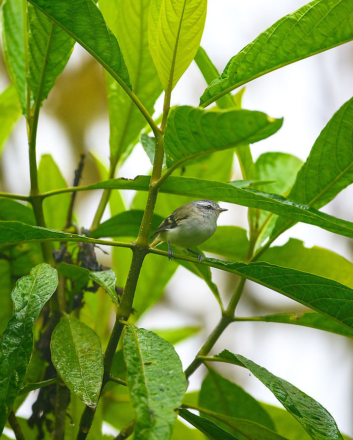 White-banded tyrannulet, Quinde Luna, Ecuador  Ecuador,Ecuador 2021,Fall,Geotagged,Mecocerculus stictopterus,Quinde Luna,South America,White-banded tyrannulet,World