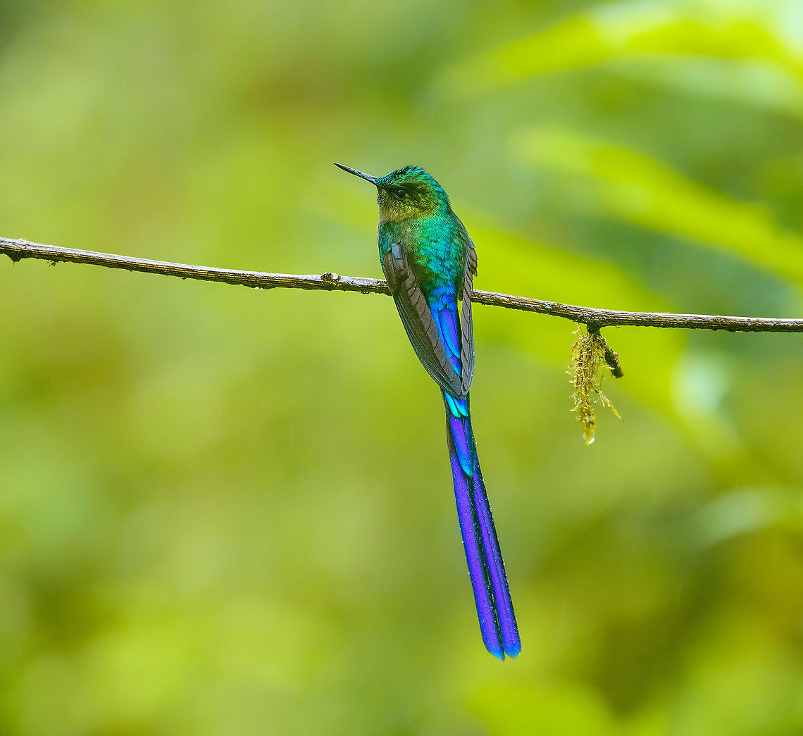 Violet-tailed sylph, Quinde Luna, Ecuador The male, confident in its beauty as it continues to pose despite heavy rain. There&#039;s a deeper mythology behind the name &quot;sylph&quot;, there&#039;s countless theories but most revolve around &quot;forest nymph&quot; or &quot;forest spirit&quot;. Aglaiocercus coelestis,Ecuador,Ecuador 2021,Fall,Geotagged,Quinde Luna,South America,Violet-tailed sylph,World