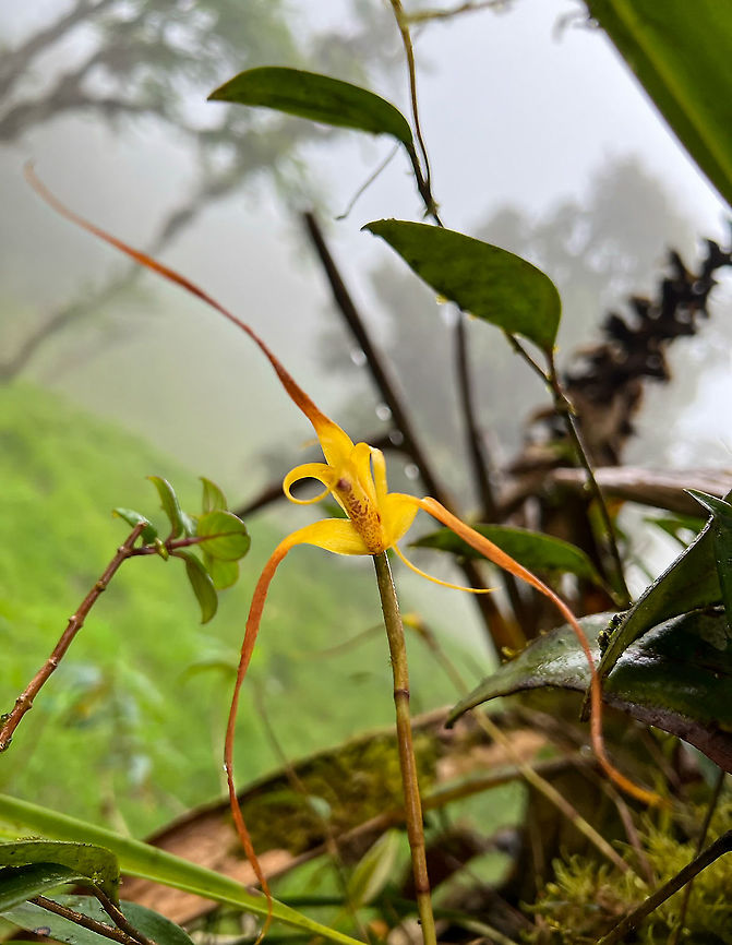 Maxillaria lepidota, Mindo, Ecuador After the afternoon session in Quinde Luna (a feeder site) we returned back to Bellavista by car, making stops alongside a country road to spot orchids. Unfortunately, it was raining very heavily, so I took smartphone shots only. Ecuador,Ecuador 2021,Fall,Geotagged,Maxillaria lepidota,Quinde Luna,South America,World