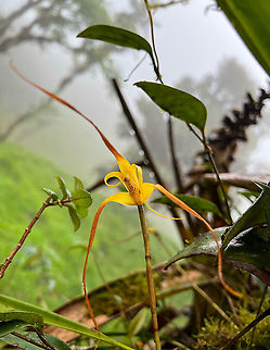 Maxillaria lepidota, Mindo, Ecuador After the afternoon session in Quinde Luna (a feeder site) we returned back to Bellavista by car, making stops alongside a country road to spot orchids. Unfortunately, it was raining very heavily, so I took smartphone shots only. Ecuador,Ecuador 2021,Fall,Geotagged,Maxillaria lepidota,Quinde Luna,South America,World