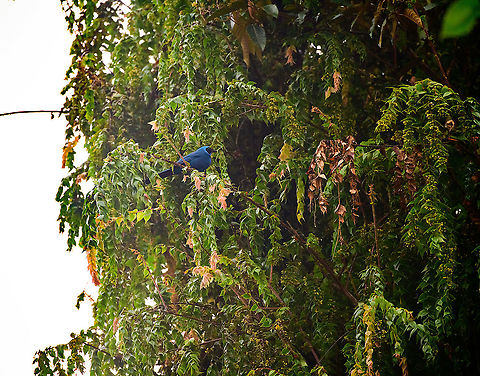 Turquoise jay, Bellavista, Ecuador  Cyanolyca turcosa,Ecuador,Ecuador 2021,Geotagged,South America,Spring,Turquoise jay,World