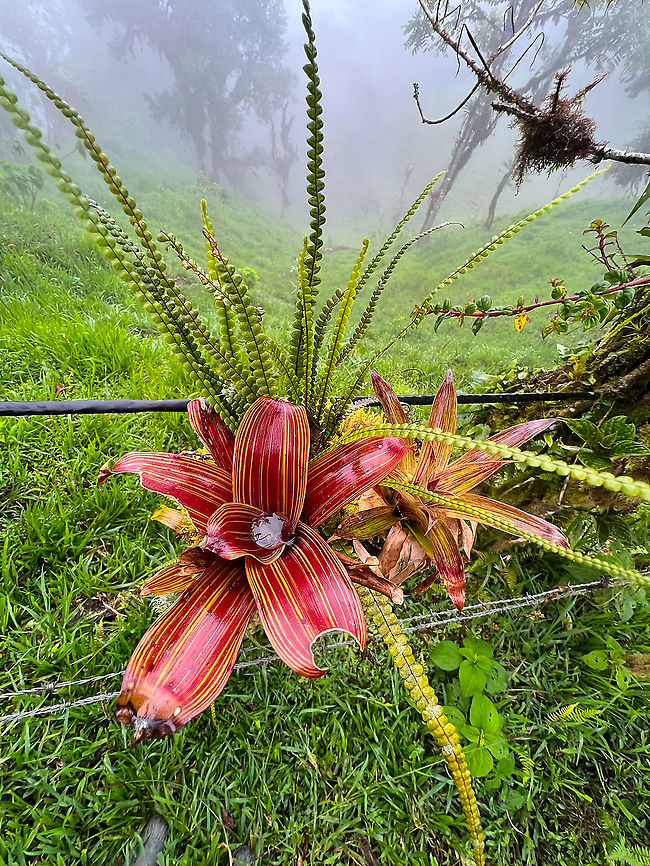 Bromeliad and ferns, Mindo, Ecuador Country road scenery. Even man-made fence structures like logs and poles are subject to the will of the cloud forest. Over time they get covered top to bottom with epiphytes, ferns, orchids, lichen, moss. Ecuador,Ecuador 2021,Fall,Geotagged,South America,World