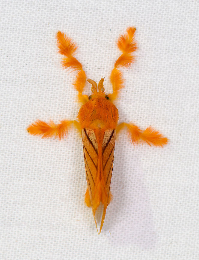 Tangerine furry-legs, Bellavista, Ecuador Opening the first mothing session of our Ecuador trip. I&#039;ll be collecting all moths from the trip in this list:<br />
<ul class="collections-simple"><li><a href="https://www.jungledragon.com/list/637" title="view as slideshow" class="button slideshow"><em class="fa fa-bookmark"></em>Moths of Ecuador</a></li></ul> Acraga moorei,Bellavista Cloud Forest,Ecuador,Ecuador 2021,Geotagged,South America,Spring,Tangerine furry-legs,World