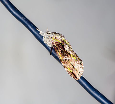 Notodontidae with yellow streaks, Bellavista, Ecuador Found on the power cable of our moth light. I'm thinking its family Notodontidae. Notable feature are the bright yellow pixel-like streaks.
https://www.jungledragon.com/image/127443/noctuidae_bellavista_ecuador.html Bellavista Cloud Forest,Ecuador,Ecuador 2021,Geotagged,South America,Spring,World