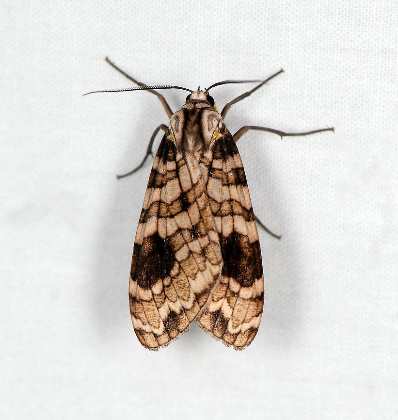 Elysius melanoplaga, Bellavista, Ecuador  Bellavista Cloud Forest,Ecuador,Ecuador 2021,Elysius melanoplaga,Geotagged,South America,Spring,World