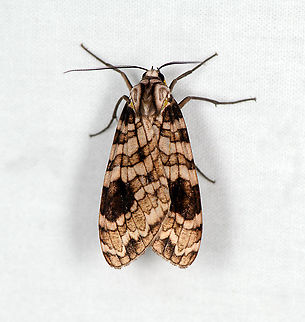 Elysius melanoplaga, Bellavista, Ecuador  Bellavista Cloud Forest,Ecuador,Ecuador 2021,Elysius melanoplaga,Geotagged,South America,Spring,World