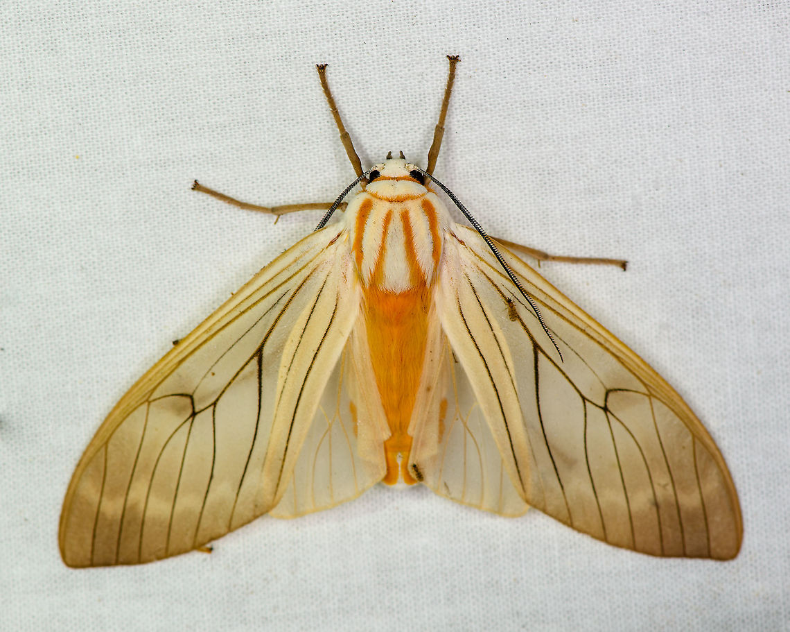 Amastus aconia, Bellavista, Ecuador  Amastus aconia,Bellavista Cloud Forest,Ecuador,Ecuador 2021,Geotagged,South America,Spring,World