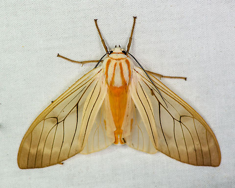 Amastus aconia, Bellavista, Ecuador  Amastus aconia,Bellavista Cloud Forest,Ecuador,Ecuador 2021,Geotagged,South America,Spring,World