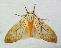 Amastus aconia, Bellavista, Ecuador  Amastus aconia,Bellavista Cloud Forest,Ecuador,Ecuador 2021,Geotagged,South America,Spring,World