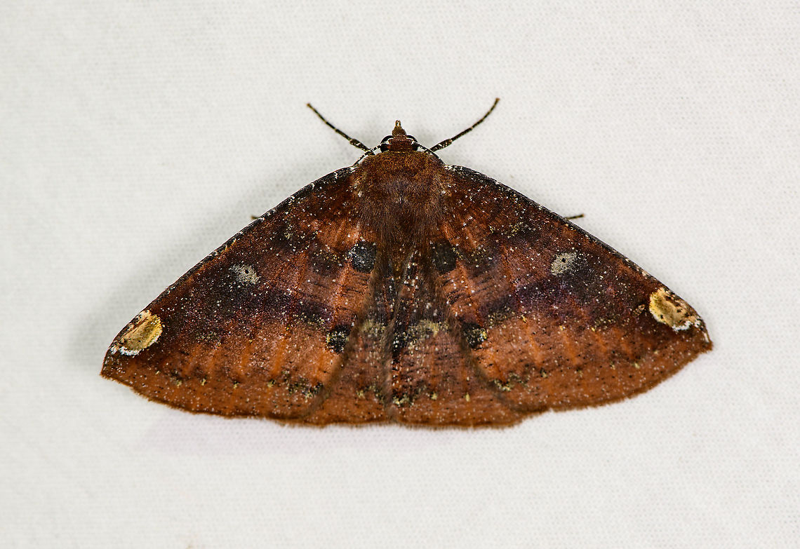Herbita zarina, Bellavista, Ecuador Species ID tentative. Herbita zarina looks like a close match visually, and is also statistically a good candidate. The only doubt is in the less pronounced white spots on the inner wings on my individual. After some searching I did see some photos where they are faded or barely visible:<br />
<a href="https://leps.fieldguide.ai/figures?category=59bb4194929d3d72ee672c57" rel="nofollow">https://leps.fieldguide.ai/figures?category=59bb4194929d3d72ee672c57</a><br />
<br />
Alternative candidate is Herbita reducta, of which I can only find this photo:<br />
<a href="https://leps.fieldguide.ai/figure/5dc2f75d748e5b71e6a16080/detail?profile=figures&amp;category=59bb4182929d3d72ee672871" rel="nofollow">https://leps.fieldguide.ai/figure/5dc2f75d748e5b71e6a16080/detail?profile=figures&amp;category=59bb4182929d3d72ee672871</a><br />
<br />
Lastly, it may be an undescribed species, of which there are several in this genus. Bellavista Cloud Forest,Ecuador,Ecuador 2021,Geotagged,Herbita zarina,South America,Spring,World