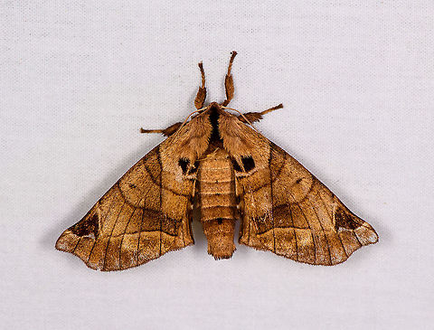 Apatelodes sp., Bellavista, Ecuador  Bellavista Cloud Forest,Ecuador,Ecuador 2021,Geotagged,South America,Spring,World