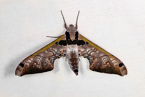 Adhemarius sexoculata, Bellavista, Ecuador  Adhemarius sexoculata,Bellavista Cloud Forest,Ecuador,Ecuador 2021,Geotagged,South America,Spring,World