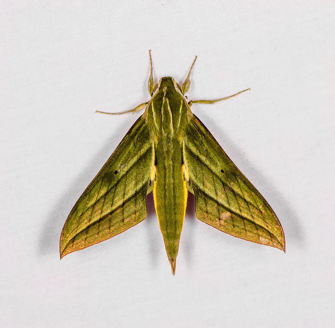 Xylophanes aristor, Bellavista, Ecuador Reference used:<br />
<a href="https://leps.fieldguide.ai/figure/5dbebee23c12ef048529c17f/detail?profile=figures&amp;category=59ded5612110df493579446d" rel="nofollow">https://leps.fieldguide.ai/figure/5dbebee23c12ef048529c17f/detail?profile=figures&amp;category=59ded5612110df493579446d</a> Bellavista Cloud Forest,Ecuador,Ecuador 2021,Geotagged,South America,Spring,World,Xylophanes aristor