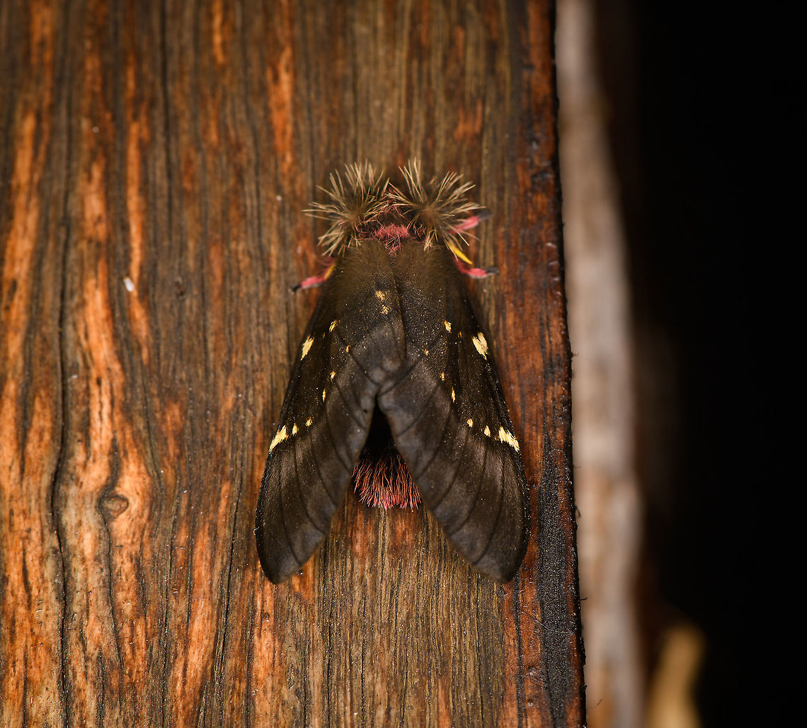 Paradirphia andicola, Bellavista, Ecuador ID tentative. Paradirphia andicola is a strong candidate in Ecuador as it's regularly reported. Visually, Paradirphia semirosea is the other candidate, but is rarely reported anywhere, and not at all in Ecuador.<br />
<figure class="photo"><a href="https://www.jungledragon.com/image/127359/paradirphia_andicola_-_side_view_bellavista_ecuador.html" title="Paradirphia andicola - side view, Bellavista, Ecuador"><img src="https://s3.amazonaws.com/media.jungledragon.com/images/2/127359_thumb.jpg?AWSAccessKeyId=05GMT0V3GWVNE7GGM1R2&Expires=1770854410&Signature=H7O5NWDiIgk%2BsmvcY3%2BMRZ4Lvzc%3D" width="200" height="194" alt="Paradirphia andicola - side view, Bellavista, Ecuador ID tentative. Paradirphia andicola is a strong candidate in Ecuador as it's regularly reported. Visually, Paradirphia semirosea is the other candidate, but is rarely reported anywhere, and not at all in Ecuador.<br />
https://www.jungledragon.com/image/127358/paradirphia_andicola_bellavista_ecuador.html Bellavista Cloud Forest,Ecuador,Ecuador 2021,Geotagged,Paradirphia andicola,South America,Spring,World" /></a></figure> Bellavista Cloud Forest,Ecuador,Ecuador 2021,Geotagged,Paradirphia andicola,South America,Spring,World