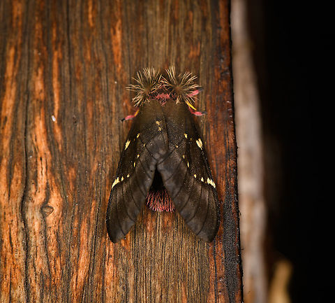 Paradirphia andicola, Bellavista, Ecuador ID tentative. Paradirphia andicola is a strong candidate in Ecuador as it's regularly reported. Visually, Paradirphia semirosea is the other candidate, but is rarely reported anywhere, and not at all in Ecuador.
https://www.jungledragon.com/image/127359/paradirphia_andicola_-_side_view_bellavista_ecuador.html Bellavista Cloud Forest,Ecuador,Ecuador 2021,Geotagged,Paradirphia andicola,South America,Spring,World