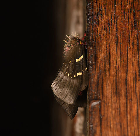 Paradirphia andicola - side view, Bellavista, Ecuador ID tentative. Paradirphia andicola is a strong candidate in Ecuador as it's regularly reported. Visually, Paradirphia semirosea is the other candidate, but is rarely reported anywhere, and not at all in Ecuador.
https://www.jungledragon.com/image/127358/paradirphia_andicola_bellavista_ecuador.html Bellavista Cloud Forest,Ecuador,Ecuador 2021,Geotagged,Paradirphia andicola,South America,Spring,World