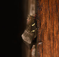 Paradirphia andicola - side view, Bellavista, Ecuador ID tentative. Paradirphia andicola is a strong candidate in Ecuador as it's regularly reported. Visually, Paradirphia semirosea is the other candidate, but is rarely reported anywhere, and not at all in Ecuador.<br />
https://www.jungledragon.com/image/127358/paradirphia_andicola_bellavista_ecuador.html Bellavista Cloud Forest,Ecuador,Ecuador 2021,Geotagged,Paradirphia andicola,South America,Spring,World