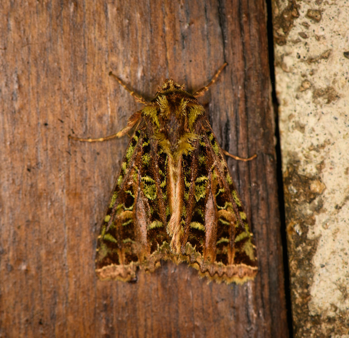 Heterochroma beryllus, Bellavista, Ecuador  Bellavista Cloud Forest,Ecuador,Ecuador 2021,Geotagged,Heterochroma beryllus,South America,Spring,World