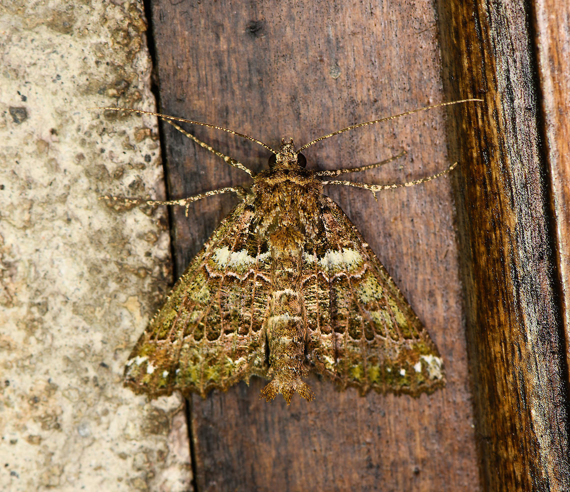 Noctuinae, Bellavista, Ecuador Might be another Heterochroma sp, but unable to find a match. Note the beautiful details on the legs and antennae. Similar:<br />
<a href="https://pbase.com/splluk/image/142588779" rel="nofollow">https://pbase.com/splluk/image/142588779</a> Bellavista Cloud Forest,Ecuador,Ecuador 2021,Geotagged,South America,Spring,World